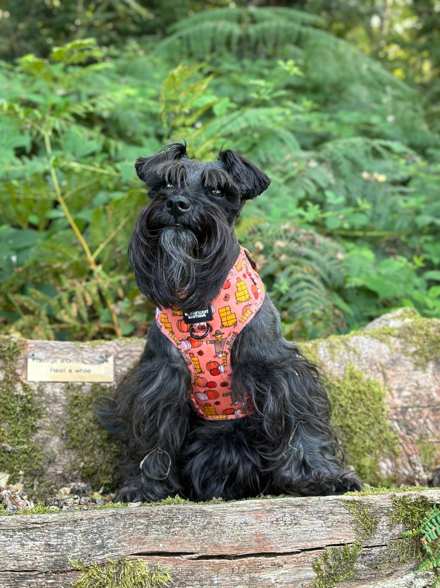 Pumpkin Patch Adjustable Dog Harness