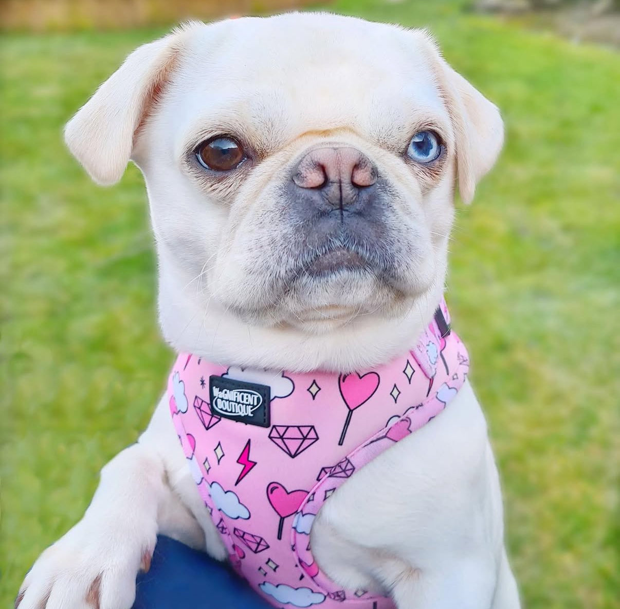Harnais réglable pour chien aboie si c'est votre anniversaire 