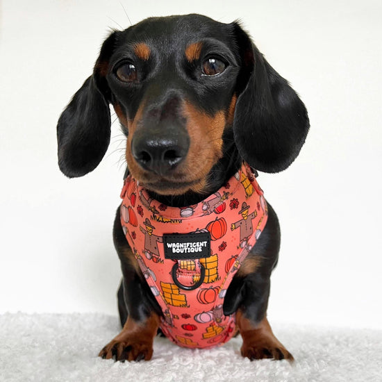 Pumpkin Patch Adjustable Dog Harness