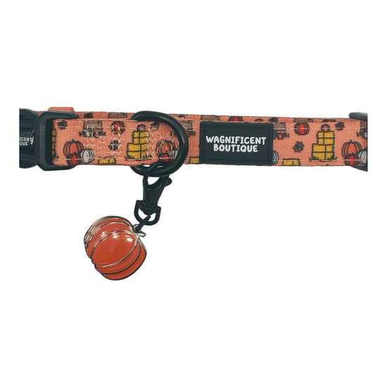 Pumpkin Patch Adjustable Dog Collar