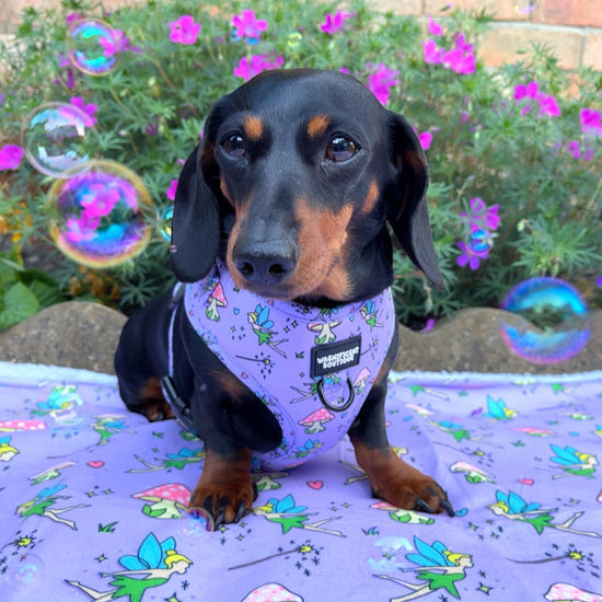 Do You Believe In Fairies Adjustable Dog Harness