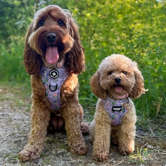 Do You Believe In Fairies Adjustable Dog Harness