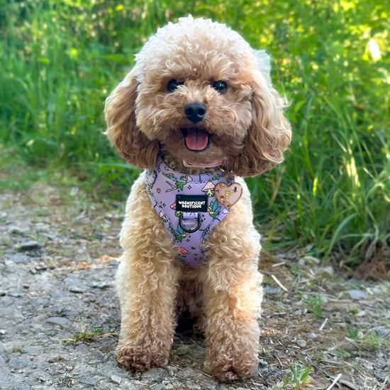 Do You Believe In Fairies Adjustable Dog Harness