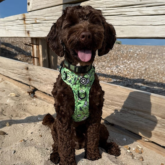 Happy Hikes No Pull Dog Harness - Never Grow Up