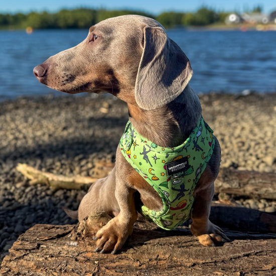 Never Grow Up Adjustable Dog Harness