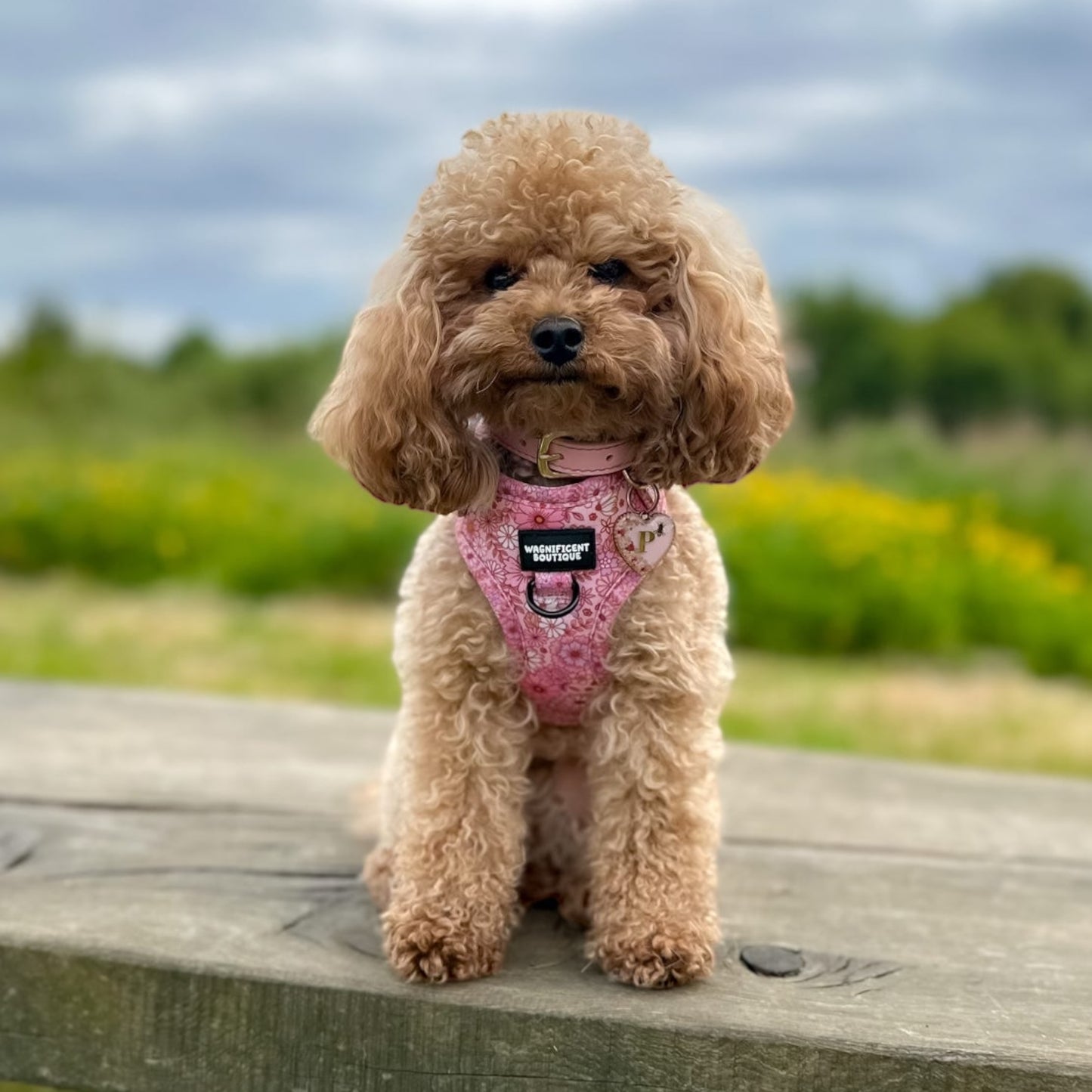 Pink Posy Club Adjustable Dog Harness