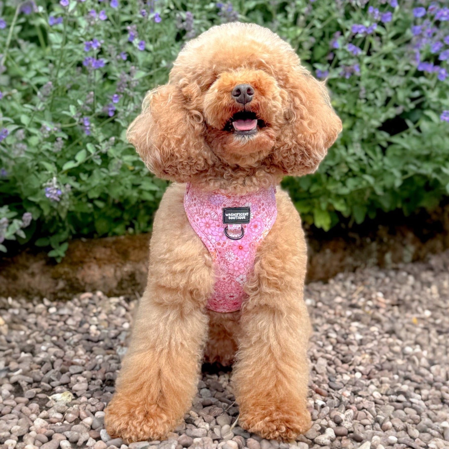 Pink Posy Club Adjustable Dog Harness