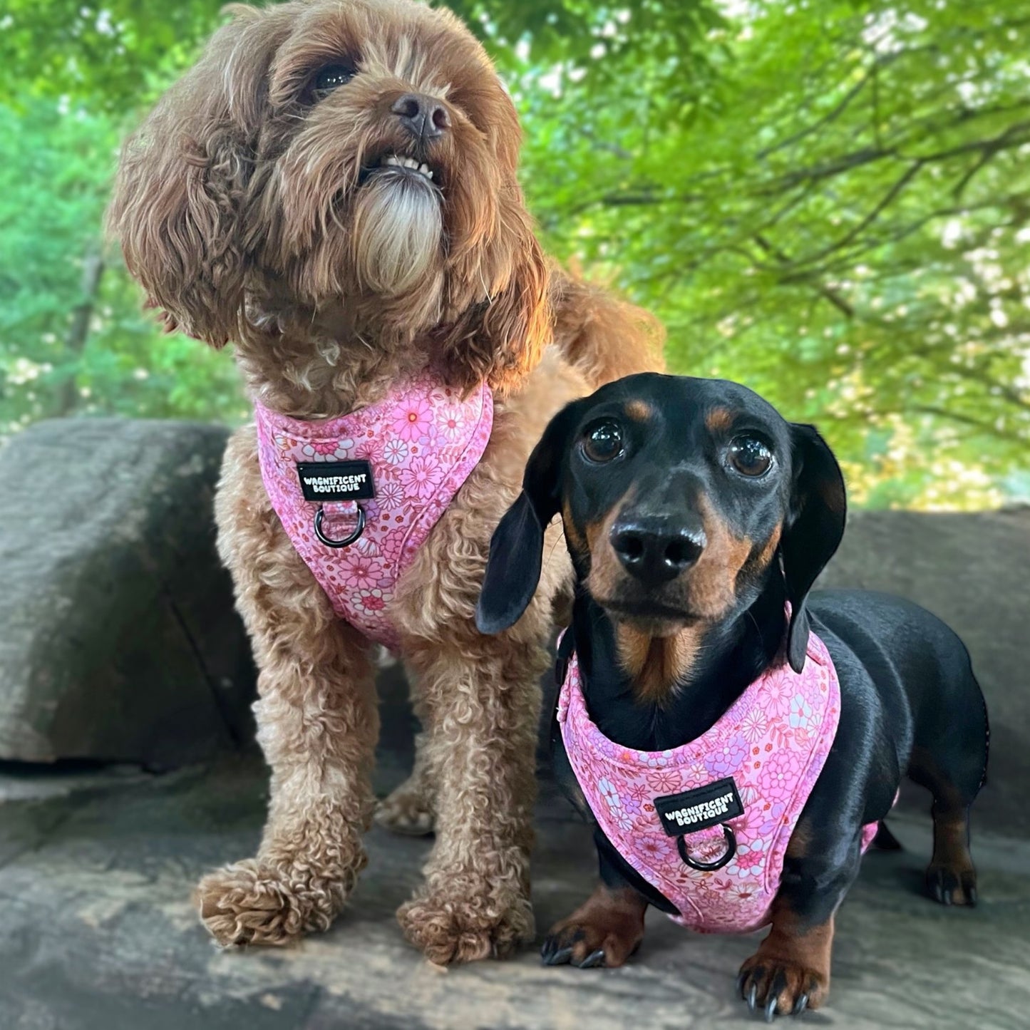 Pink Posy Club Adjustable Dog Harness