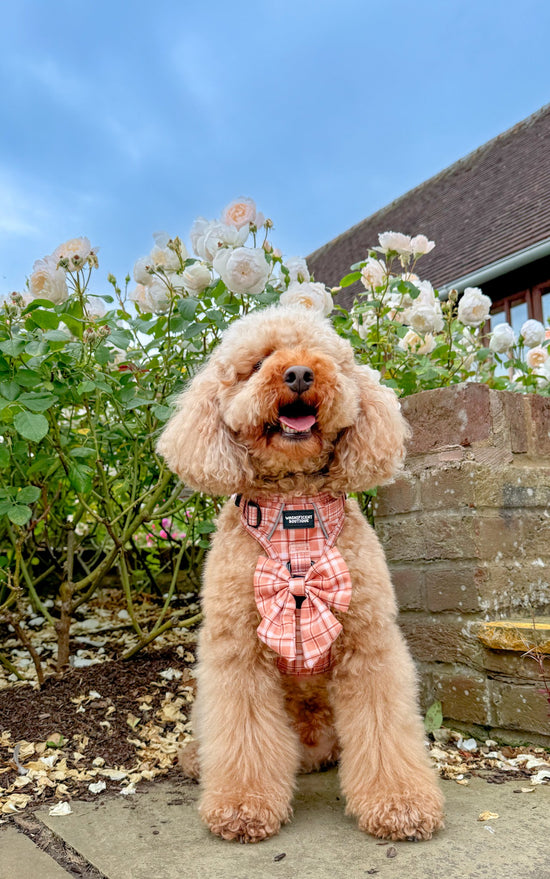 Happy Hikes No Pull Dog Harness - Oh So Autumn