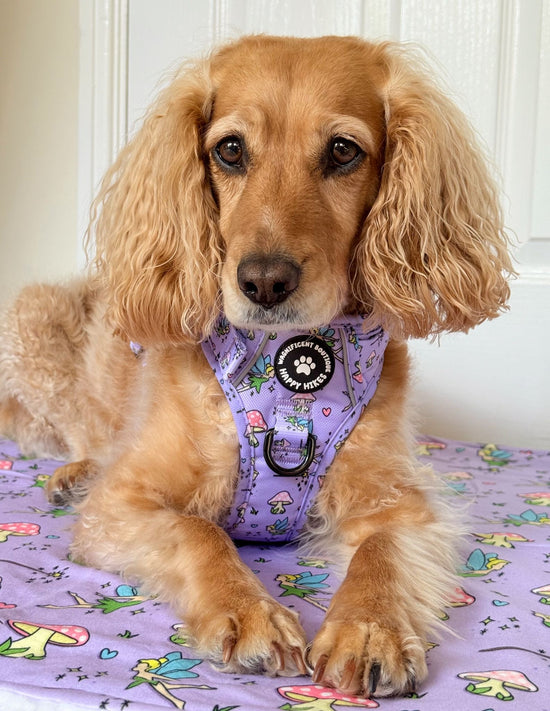 Do You Believe In Fairies Dog Blanket